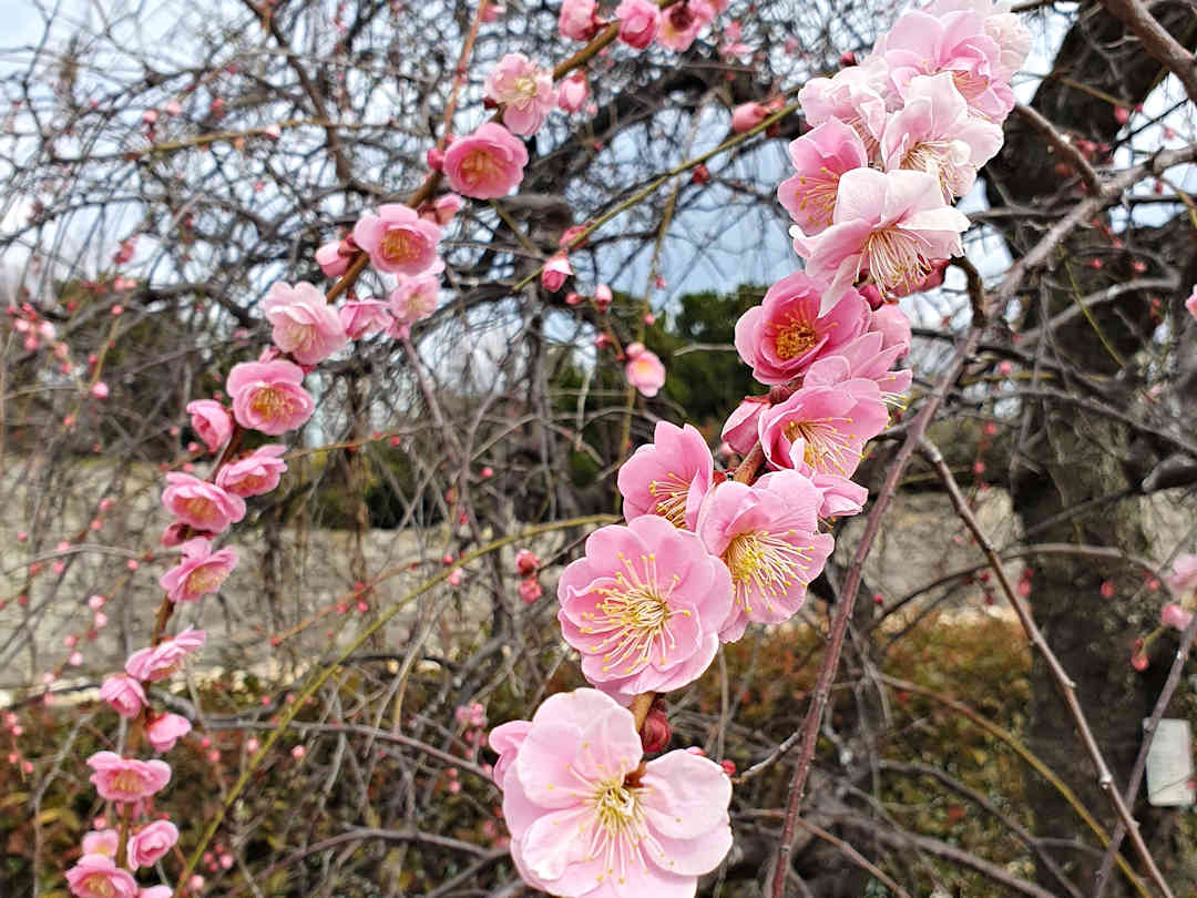 plum blossoms at hiroshima castle
